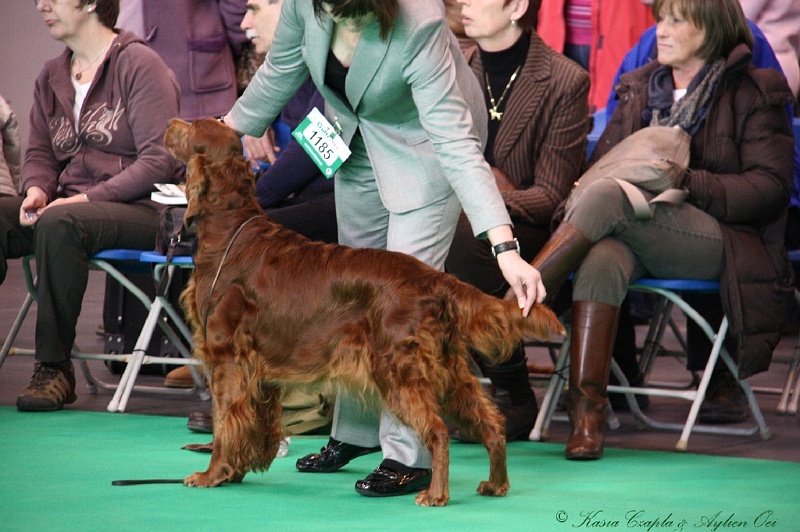 Crufts2011 028.jpg